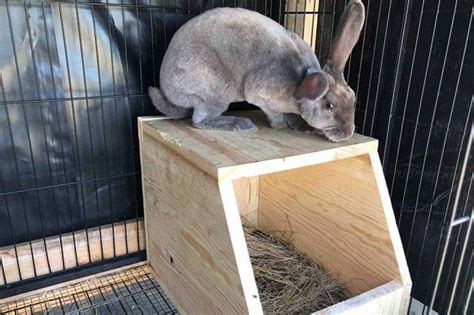 rabbit nesting boxes metal|homemade rabbit nesting box videos.